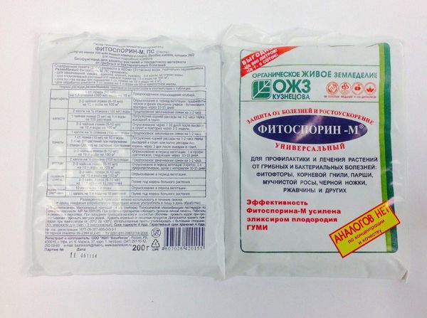  Ca măsură preventivă pentru boli, tratamentul cu Fitosporin poate fi efectuat.