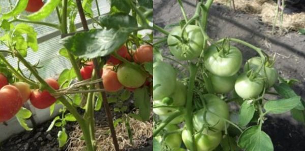  A boneca do tomate é apropriada para crescer em estufas e no campo aberto