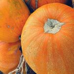  Varietà di zucca ad arbusto
