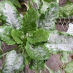  Peronospora