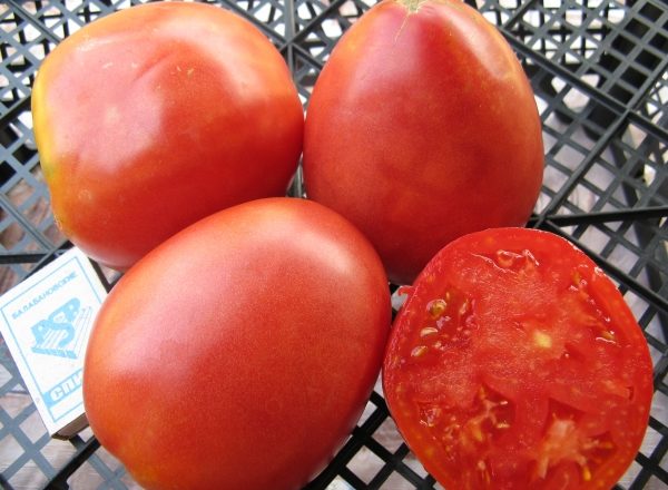  Tomate Nastya