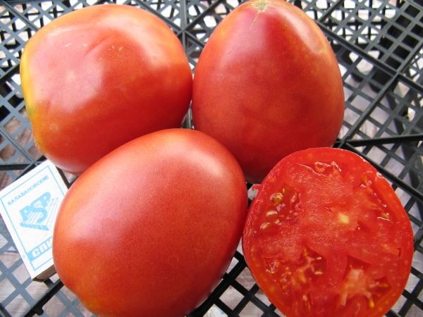  Tomate Nastya