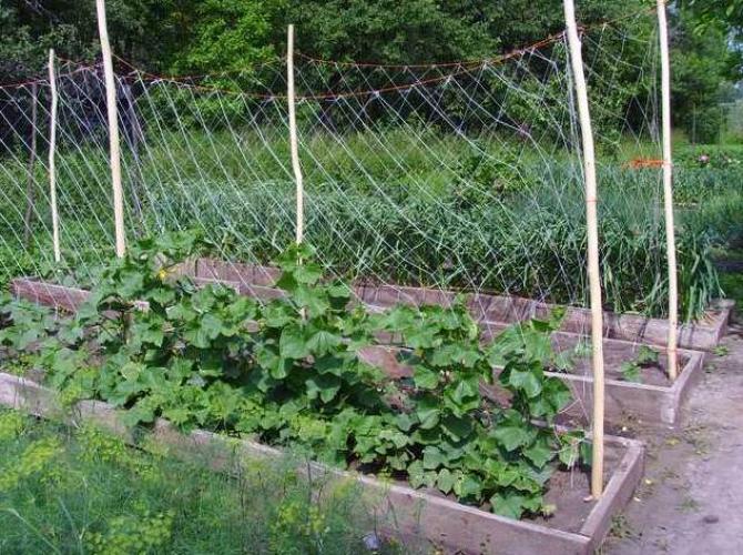  Cucumber net