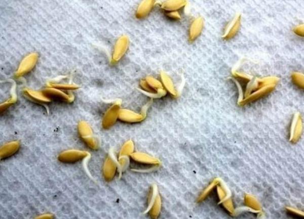  Semi di cetriolo con radici, pronti per la semina