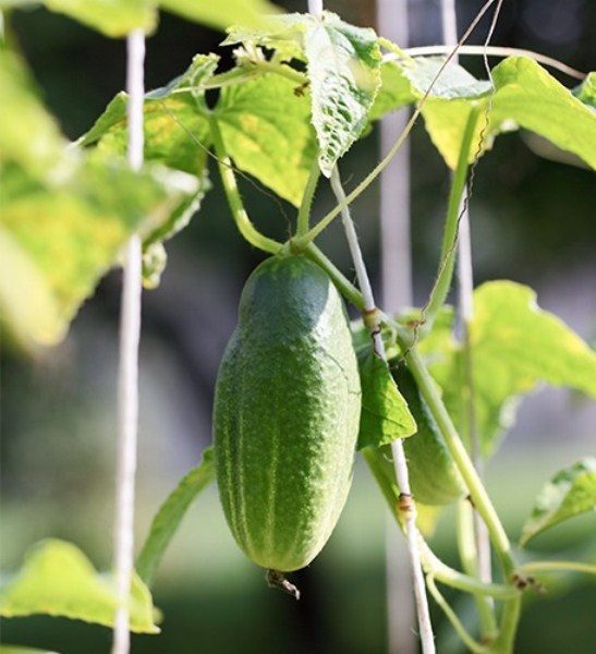 Cetriolo Murom