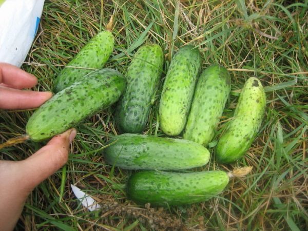  Cetriolo cetriolino di Parigi