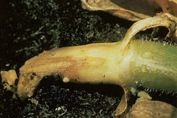  Pepino afetado pela podridão radicular