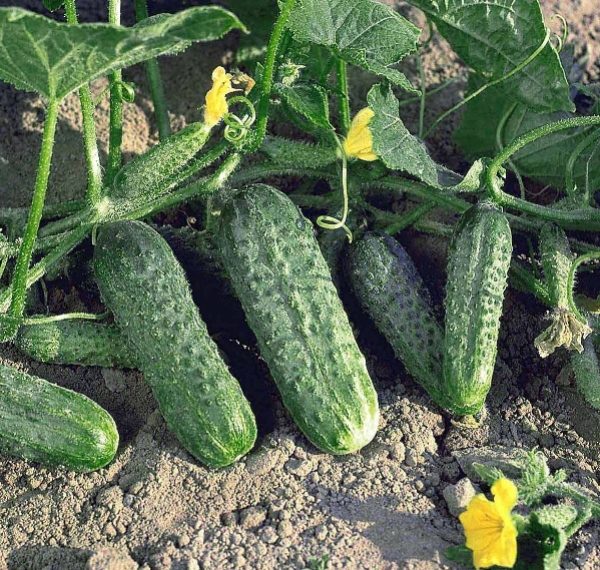  Cetrioli di Delpina
