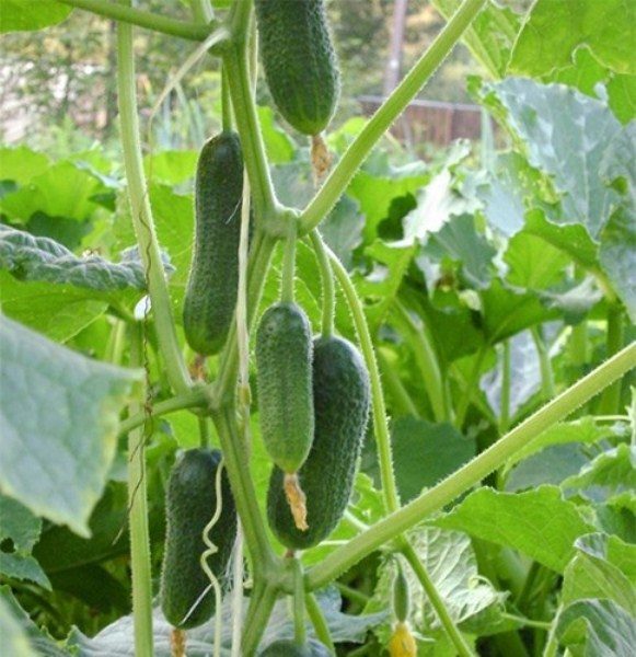  Cucumbers Ginga F1