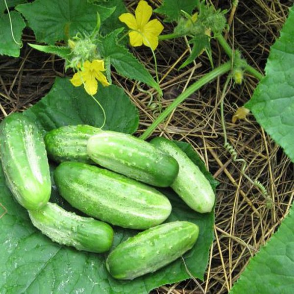  Cetriolo concorrente