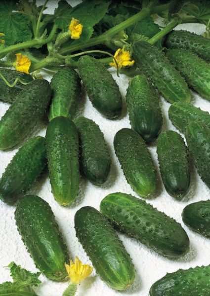  Cetrioli Marinda