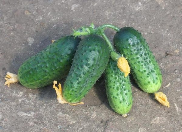  Cucumbers Okhotny F1 Series