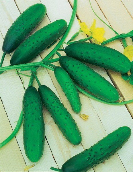  Cetrioli vicino alle serate di Mosca