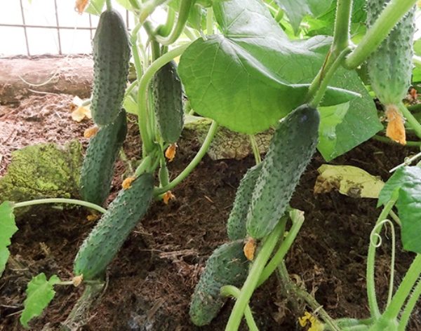  Cucumbers Prestige F1