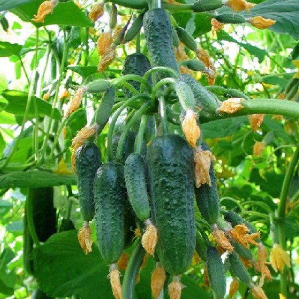  Cucumber Beam Splendor F1