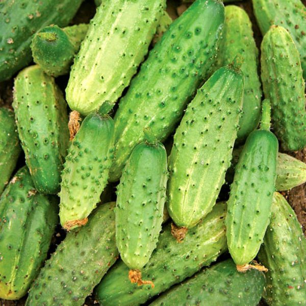  Cetrioli Rodnichok