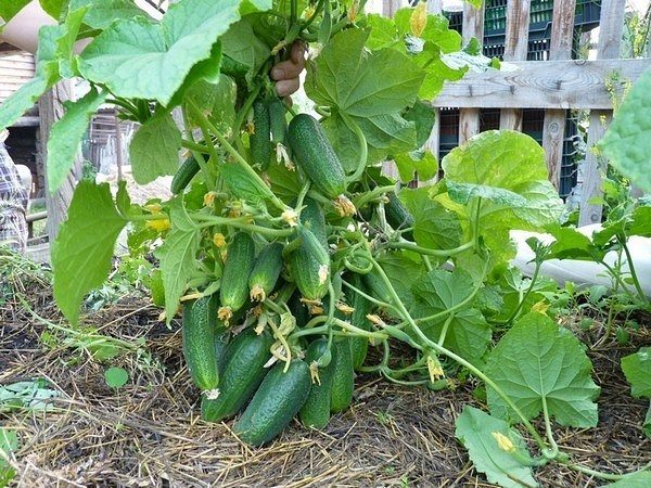  Varietà di cetriolo Kustovoy