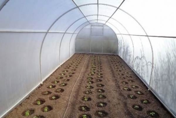  Piantine di cetriolo piantate nel terreno