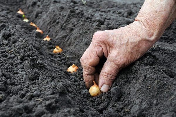 Preparazione delle sementi per la semina: temperatura e schema di impianto