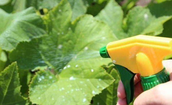 Molho foliar de pepino desempenha um papel importante em toda a formação de frutos