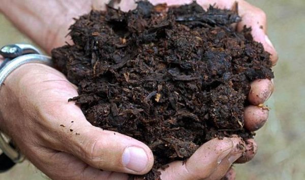  Sterco di vacca fertilizzante organico