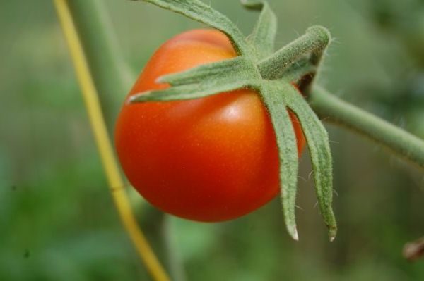 Para obter uma boa colheita, arbustos de tomates Lazyka deve ser enteado