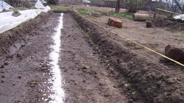  La prima alimentazione di piantine di ravanelli