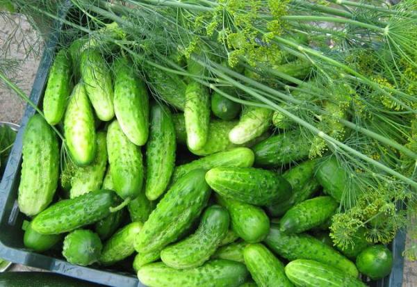  Fruits Cucumber Variety Competitor