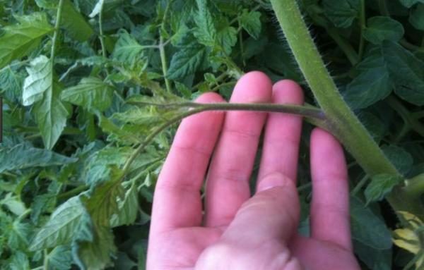  Na aparência, o enteado é diferente do caule da fruta