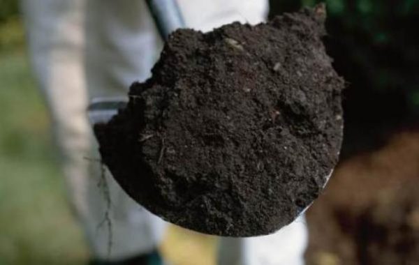  Solul pentru cultivarea răsadurilor de varză are multe cerințe