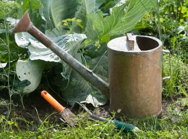  Top dressing di cavolo bianco