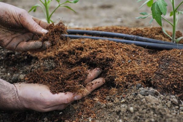  Após o plantio, é necessário trazer para o solo um esterco bem podre ou um complexo de fertilizantes minerais para os tomates.
