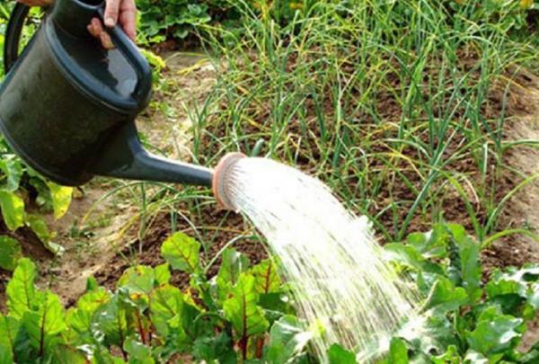  Barbabietole d'alimentazione con soluzione salina