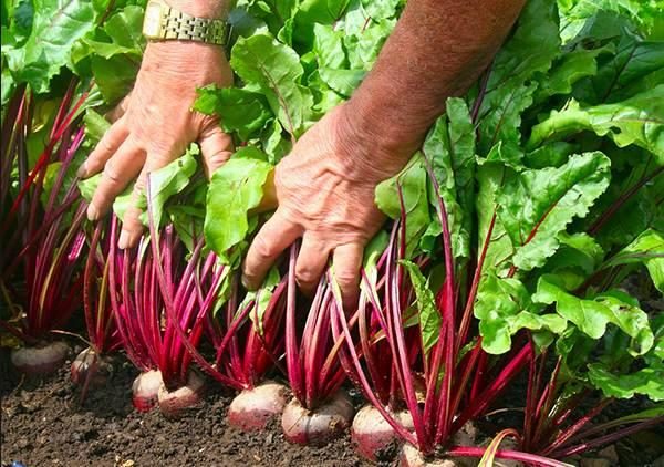  Barbabietole d'alimentazione a luglio