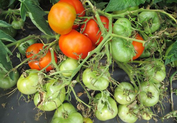  Tomate de grado enano mongol
