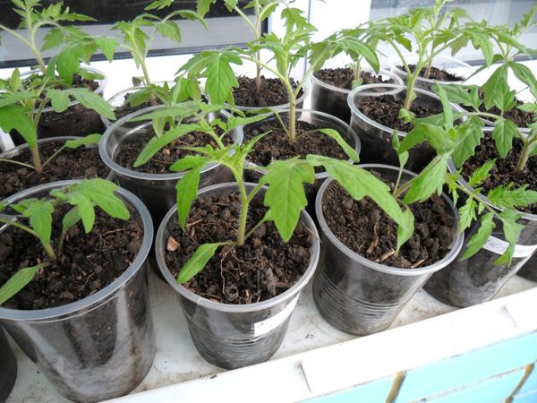  Transplantul de material săditor în sol se efectuează la începutul lunii iunie.