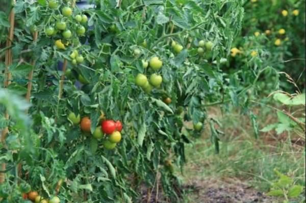  Tomates sem escalonamento