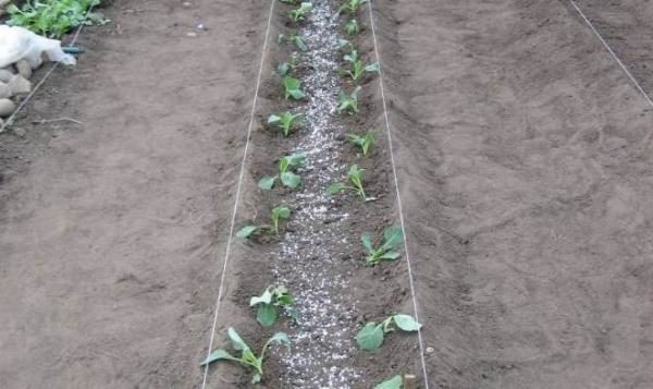  Piantare piantine di cavoli, schema semplice