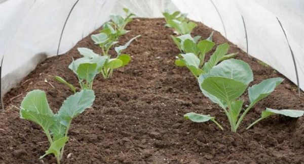  Plantarea răsadurilor în sol deschis