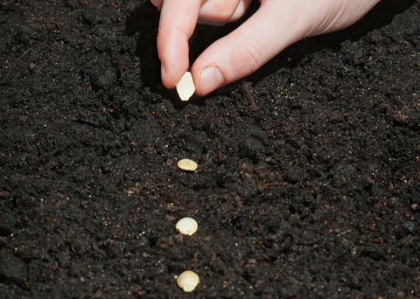  Abobrinha são plantadas de forma rassadny, abobrinha são plantadas com sementes e eles não precisam de abrigo