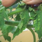  Sinais de mosaico de tabaco em tomates