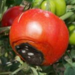  Sintomas de Tomato Vertex Rot
