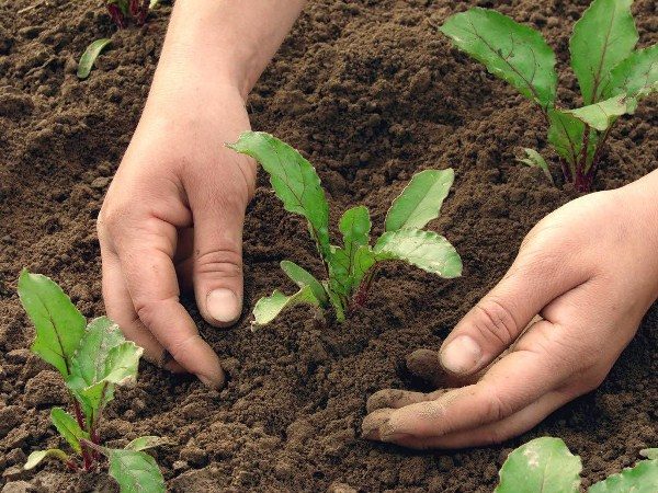  Le barbabietole Pablo richiedono frequenti diserbo e allentamento del terreno