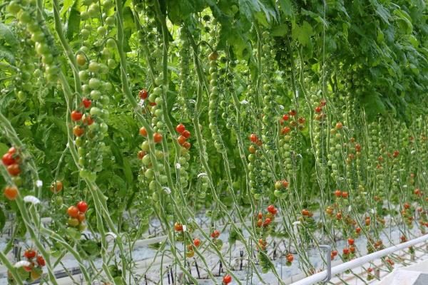  Tomate Rapunzel é ótimo para crescer em uma estufa