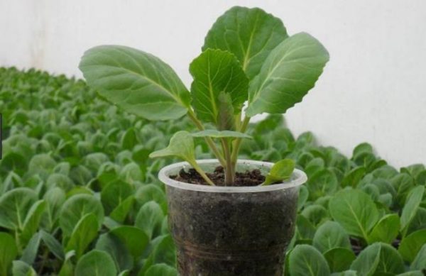  Cultivarea răsadurilor de varză albă