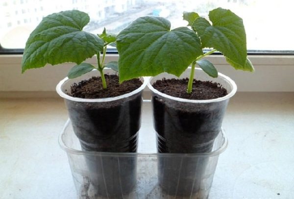  Mudas de pepino em copos individuais