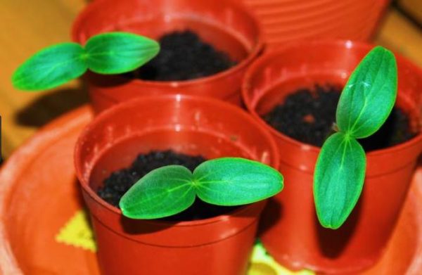  Saplings
