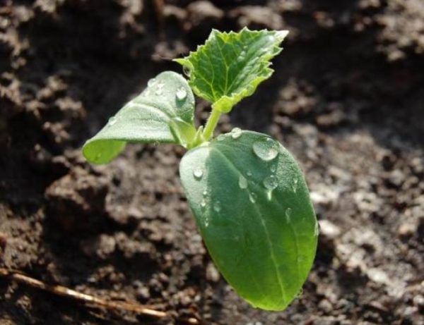  Planting seedlings in the soil