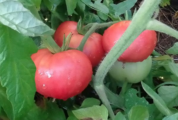  Gigante rosa de tomate