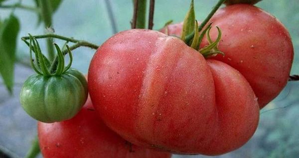  O peso médio de frutos de um grau é 300-600 gramas